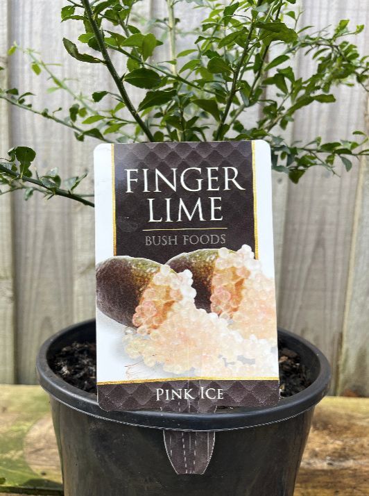 {Citrus - Finger lime Pink Ice} Citrus australasica
