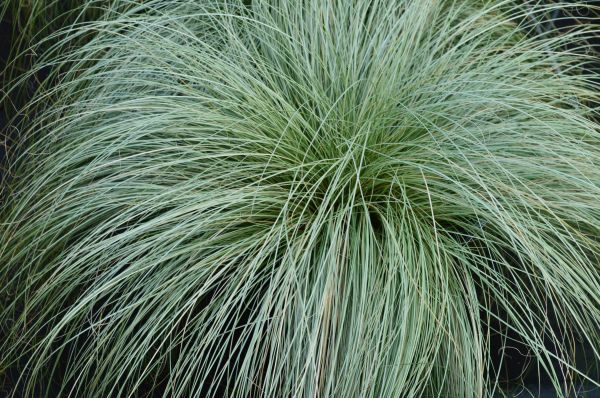 Carex Frosted Curls