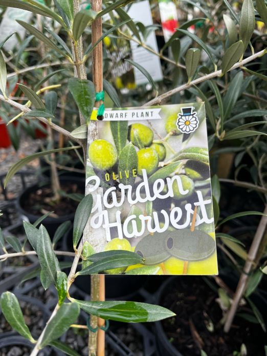 {Olive} Olea europaea Garden Harvest