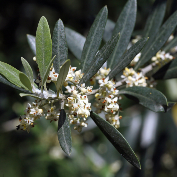 {Olive} Olea europaea Tolleys Upright