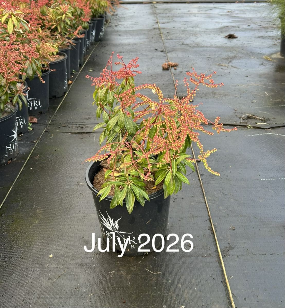 Pieris japonica Mountain Fire