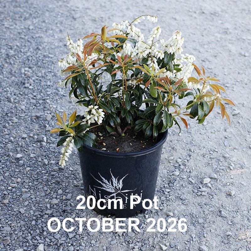 Pieris japonica Mountain Fire