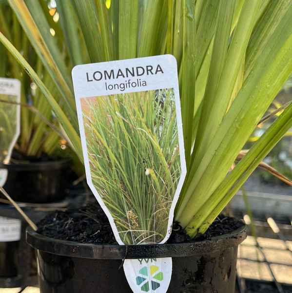 Lomandra longifolia