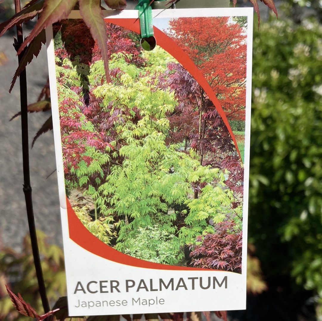 Acer palmatum  {Japanese Maple}