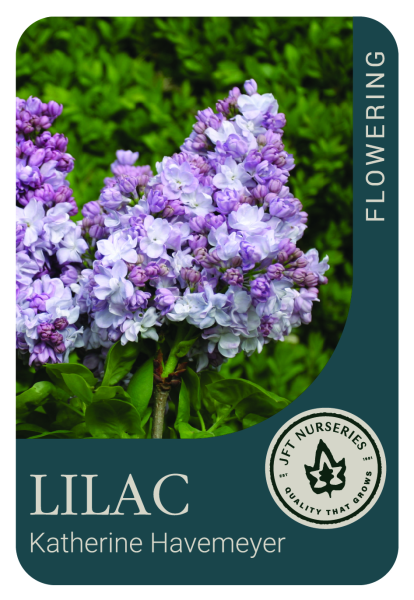 {Lilac - Katherine Havemeyer}  Syringa vulgaris