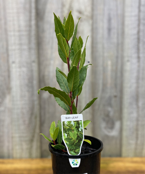Laurus nobilis  {Bay Leaf}