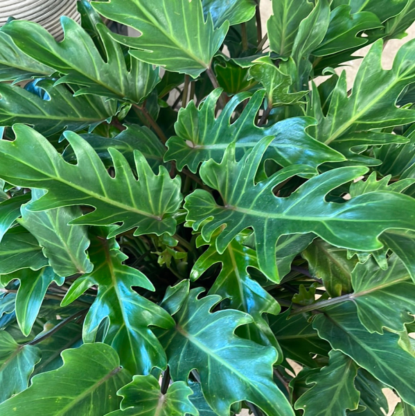 Philodendron Xanadu