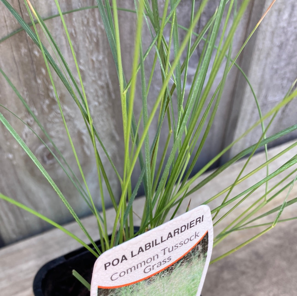 Poa labillardieri