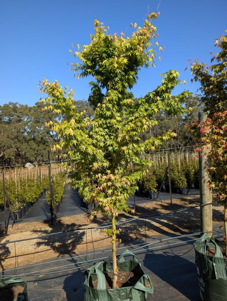 Acer palmatum  {Japanese Maple}