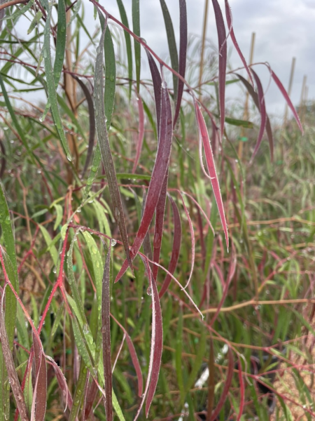 Willow Myrtle 'Burgundy'