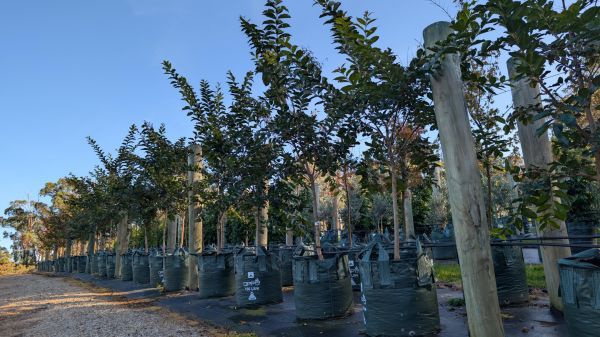Lagerstroemia Natchez  {Crepe Myrtle}