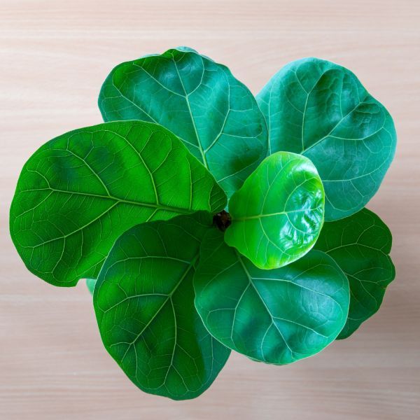 Ficus lyrata