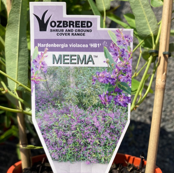 Hardenbergia violacea (HB1)  PBR MEEMA tm