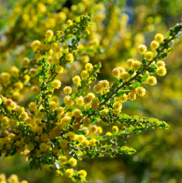 Acacia paradoxa