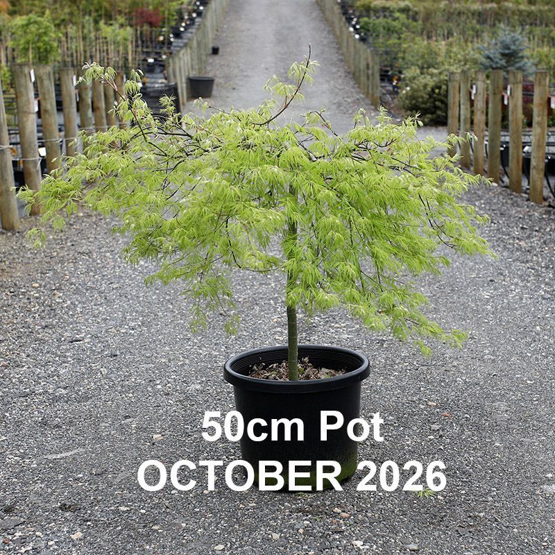 Acer palmatum dissectum Ellen