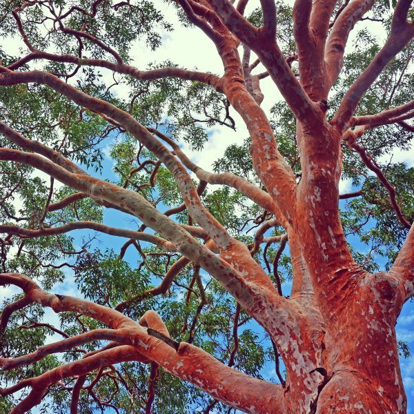 Angophora costata  {Smooth Barked Apple}
