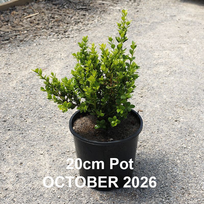Buxus microphylla Faulkner