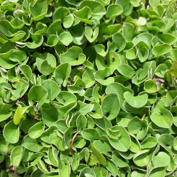 Dichondra repens