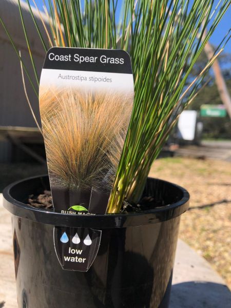 Austrostipa stipoides