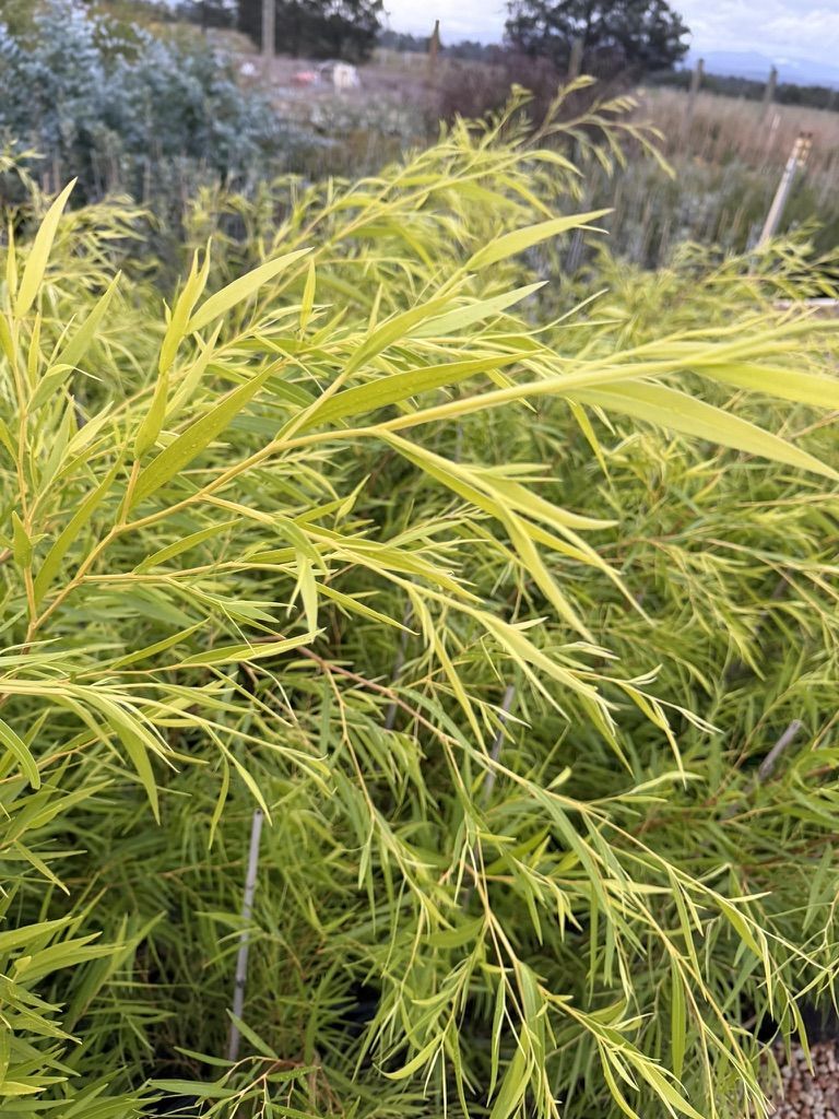 Willow Myrtle 'Lemon and Lime'