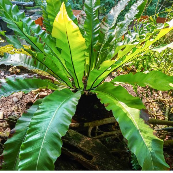Asplenium australasicum  {Birds Nest Fern}