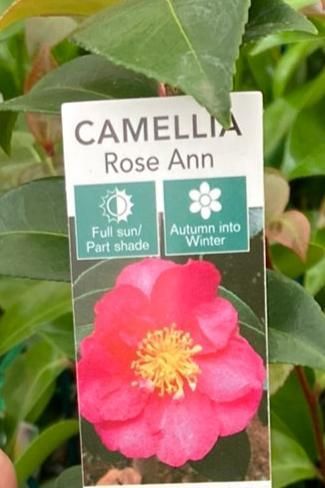 Camellia sasanqua Rose Ann