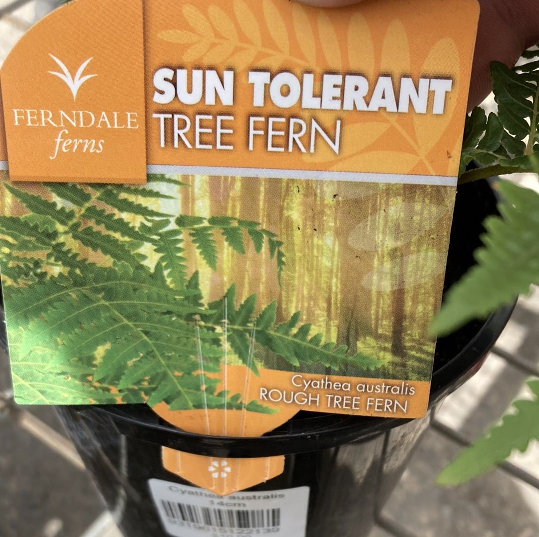 Cyathea australis