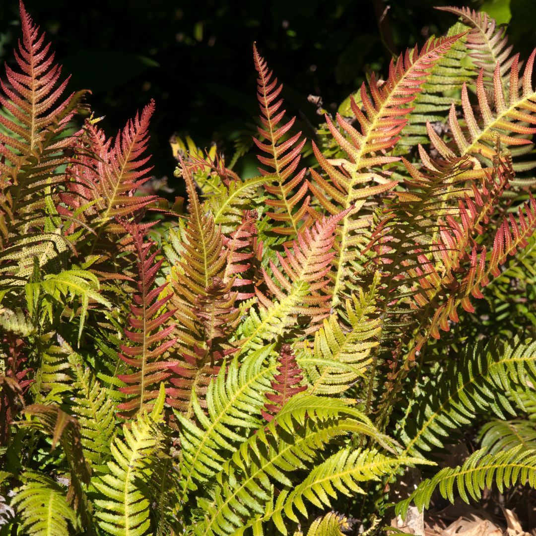 Doodia aspera  {Prickly Rasp Fern}