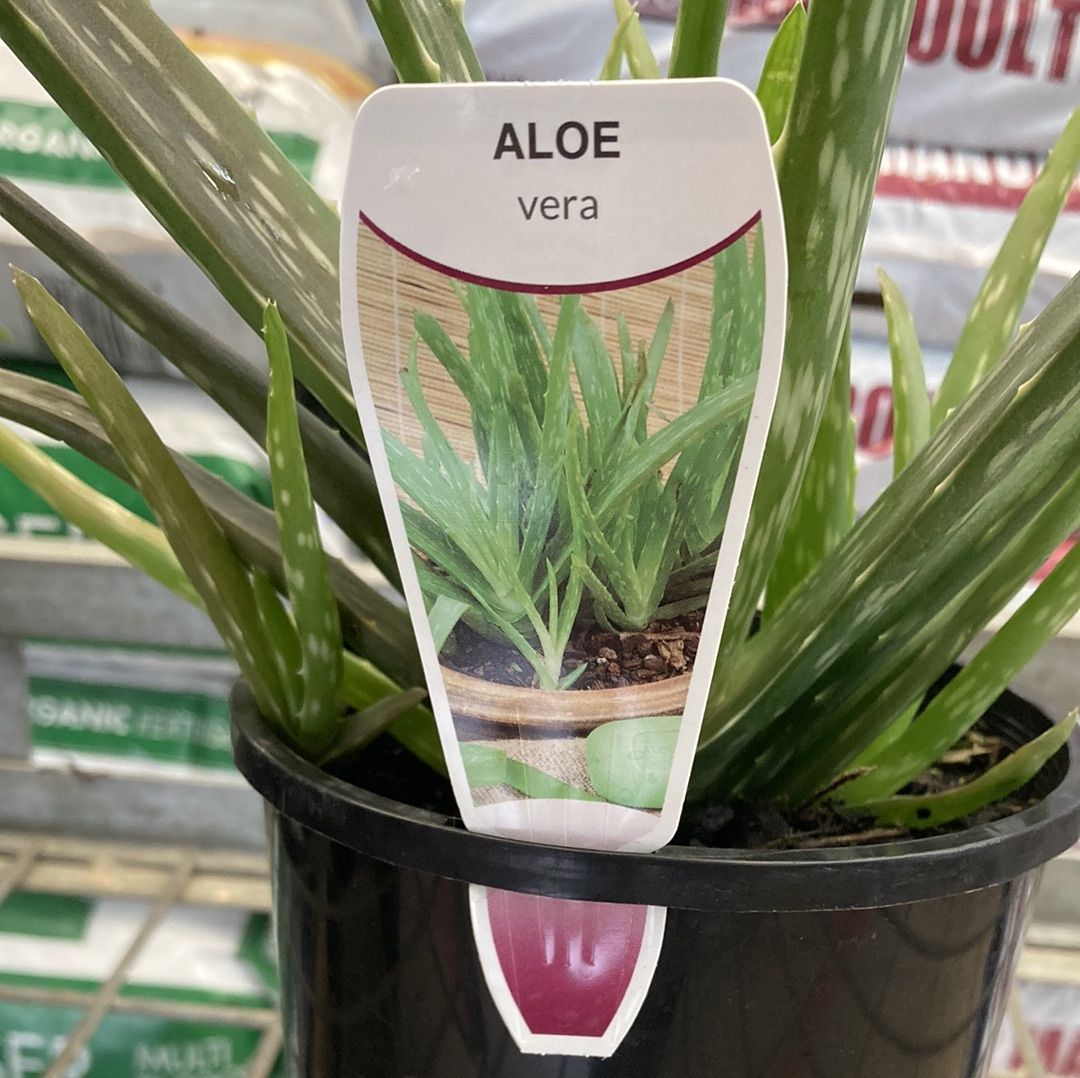 Aloe vera (barbadensis)