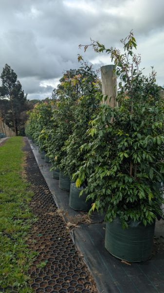 Waterhousea floribunda  {Weeping Lilly Pilly}
