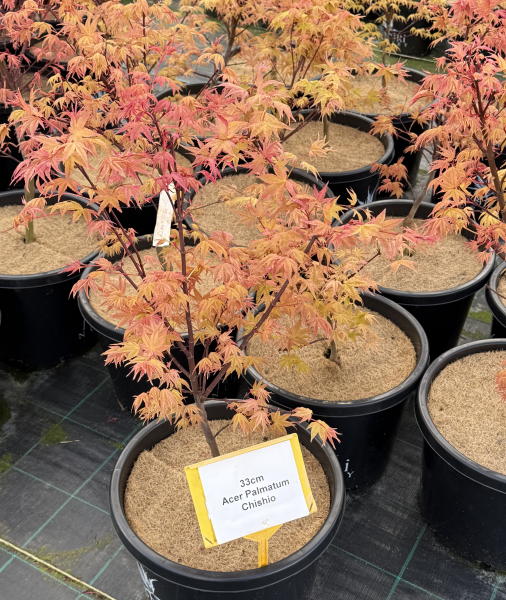 Acer palmatum Chishio