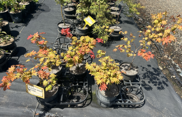 Acer shirasawanum Autumn Moon