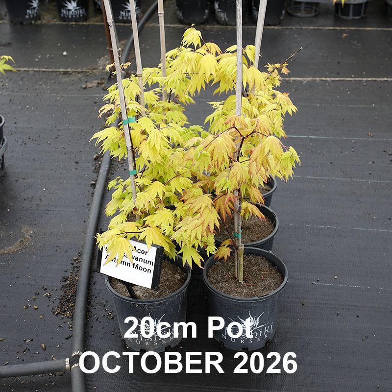 Acer shirasawanum Autumn Moon Standards