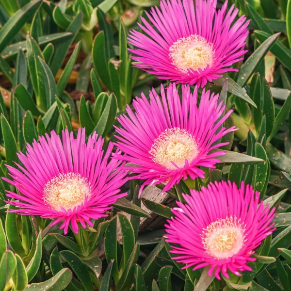 Carpobrotus rossii