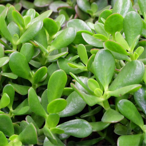 Crassula ovata