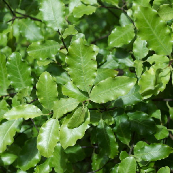 Pittosporum tenuifolium Green Pillar