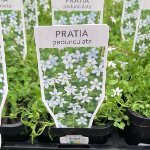 Pratia pedunculata White