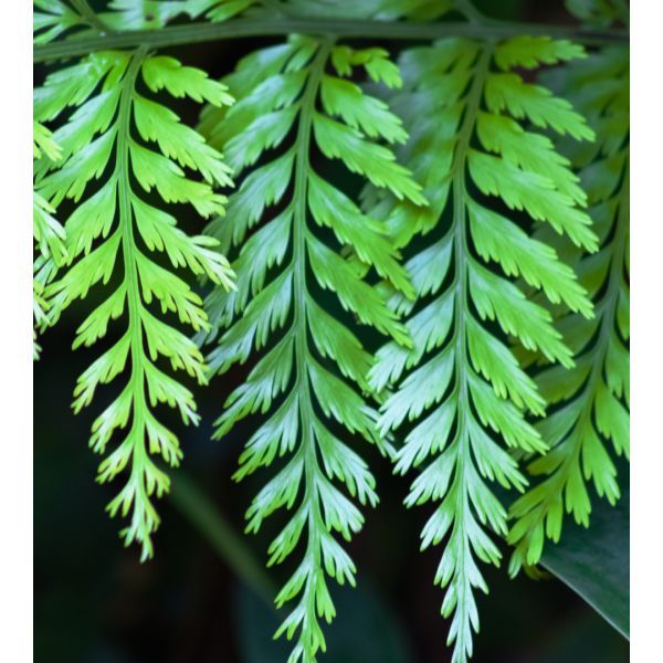 Asplenium bulbiferum  {Hen and Chicken Fern}
