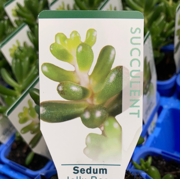 Sedum Jelly Bean