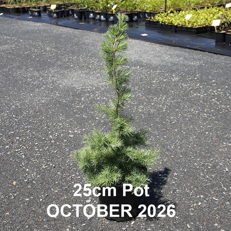 Larix kaempferi  {Japanese Larch}
