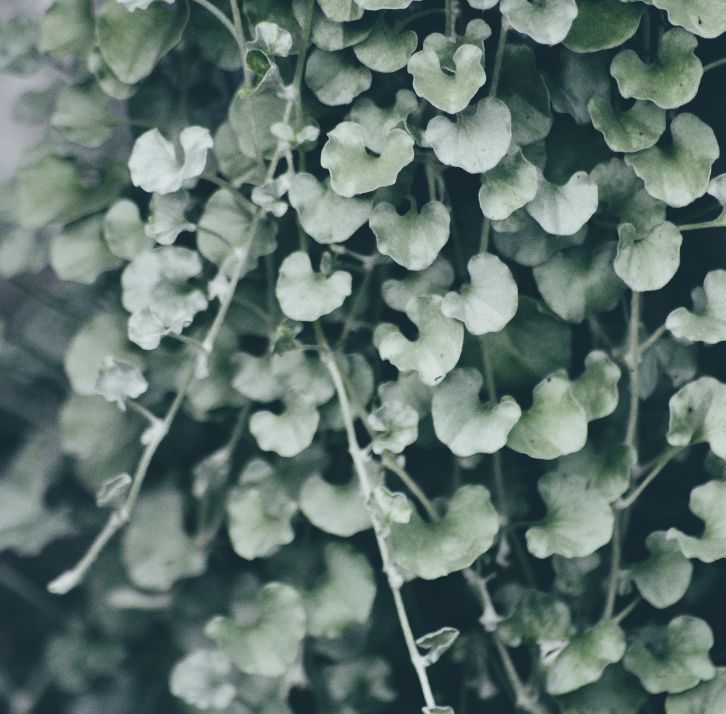 Dichondra argentea Silver Falls