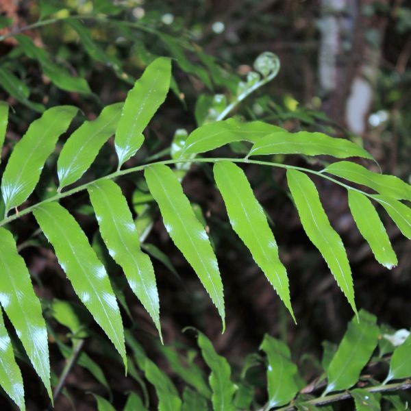 Asplenium oblongifolium