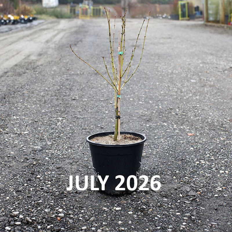 Acer palmatum Reticulatum