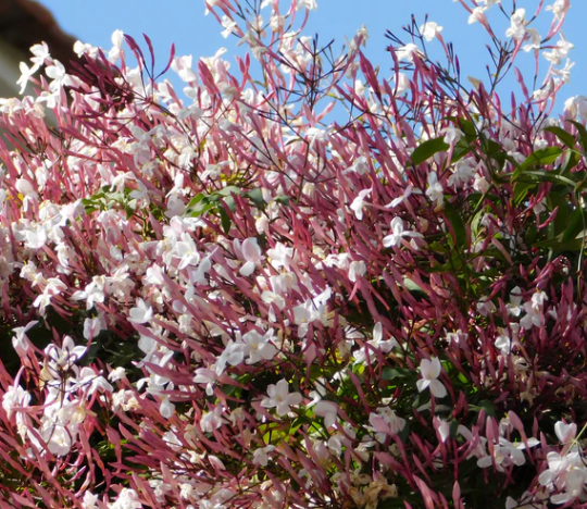 Jasminum polyanthum