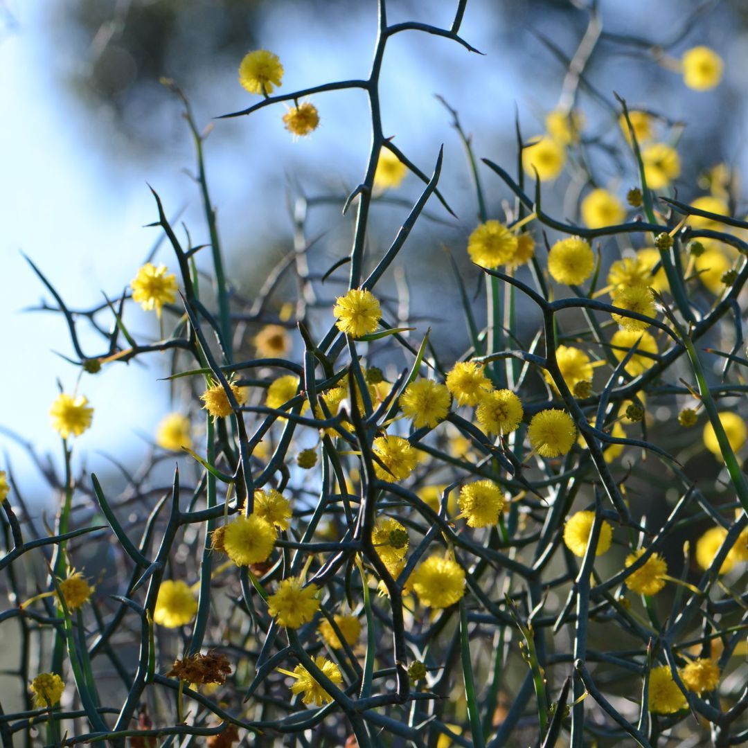 Acacia aphylla