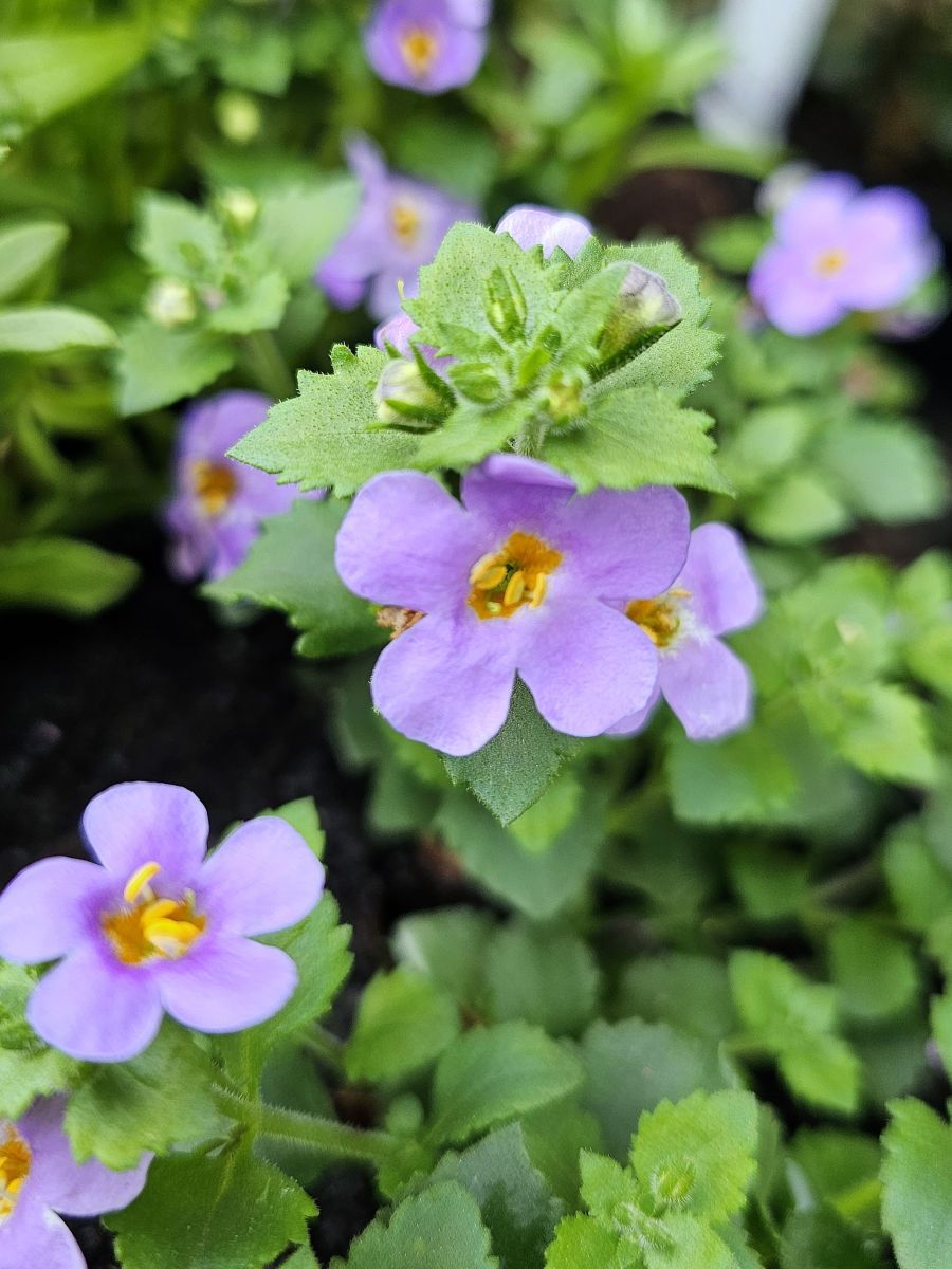 Bacopa scopia Sky Blue