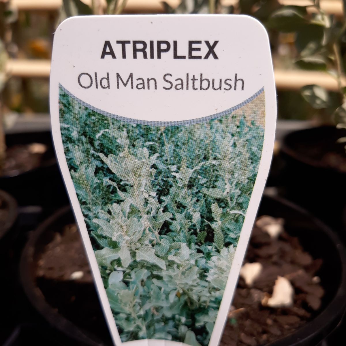 Atriplex nummularia  {Old Man Saltbush}