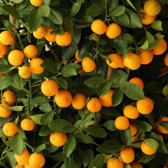 {Citrus - Kumquat}  Citrus japonica  (syn. Fortunella)