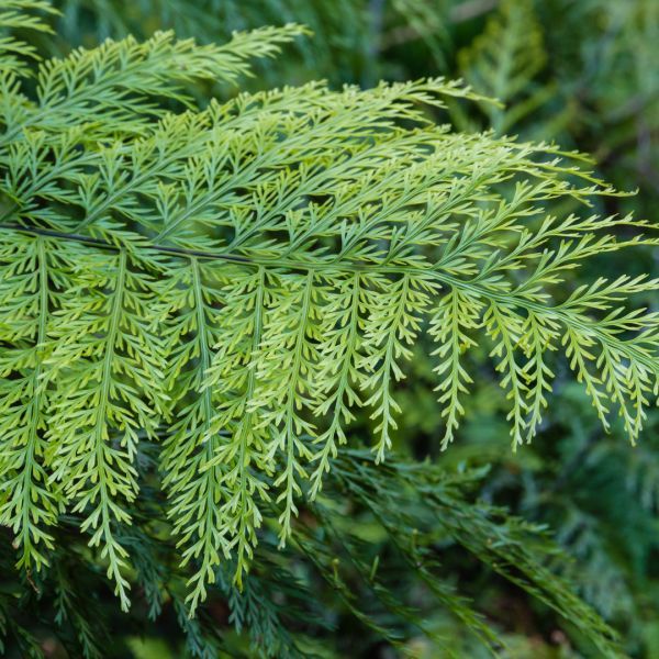 Asplenium Island Beauty