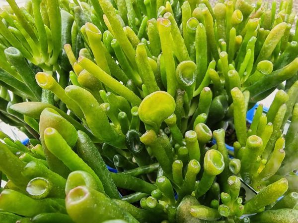 Crassula Gollum